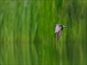 Kevin Dyer Swallow