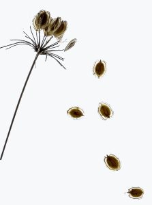 Paul Butler Falling Seed