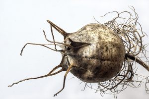 Paul Butler Seed head