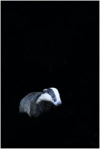 Steve Richards Night Badger 1, 25Oth F4 ISO 8000