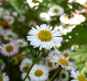 Vanessa Dyer Fleabane