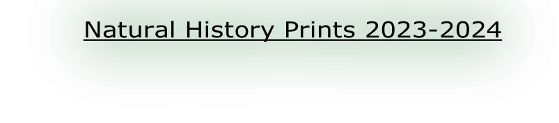 Natural History Prints 2023-2024